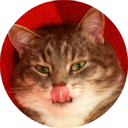😒 Стикер «Котики и Кошечки 2» для Telegram