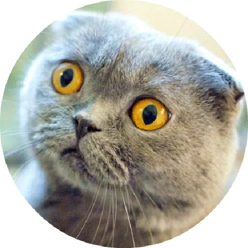😄 Стикер «Котики и Кошечки 2» для Telegram