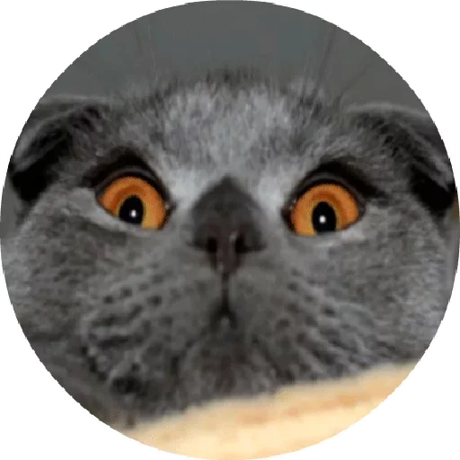 😒 Стикер «Котики и Кошечки 2» для Telegram