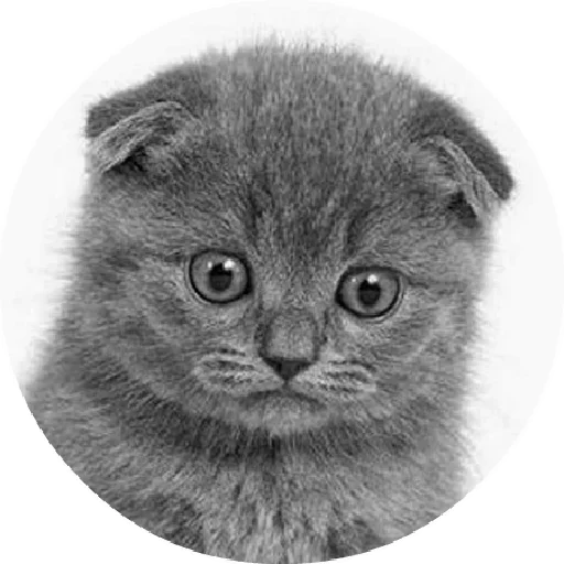 😟 Стикер «Котики и Кошечки 2» для Telegram