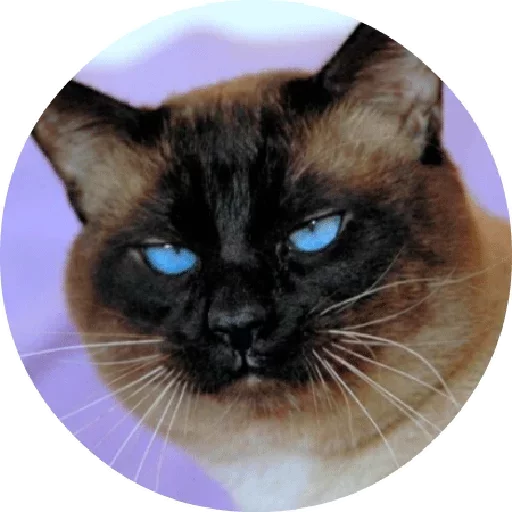 😏 Стикер «Котики и Кошечки 2» для Telegram