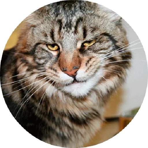 😆 Стикер «Котики и Кошечки 2» для Telegram