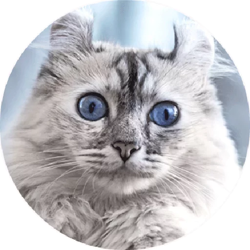 😃 Стикер «Котики и Кошечки 2» для Telegram