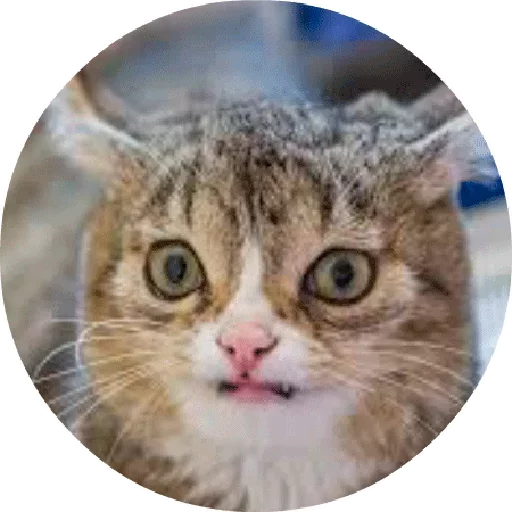 😝 Стикер «Котики и Кошечки 2» для Telegram