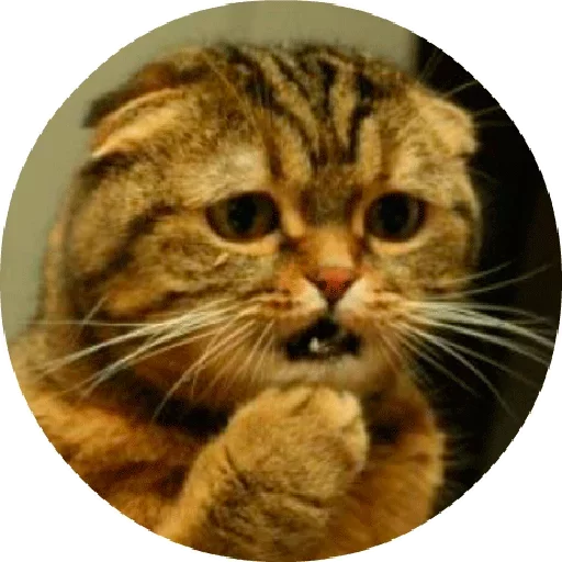 😃 Стикер «Котики и Кошечки 2» для Telegram