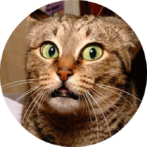 😃 Стикер «Котики и Кошечки 2» для Telegram