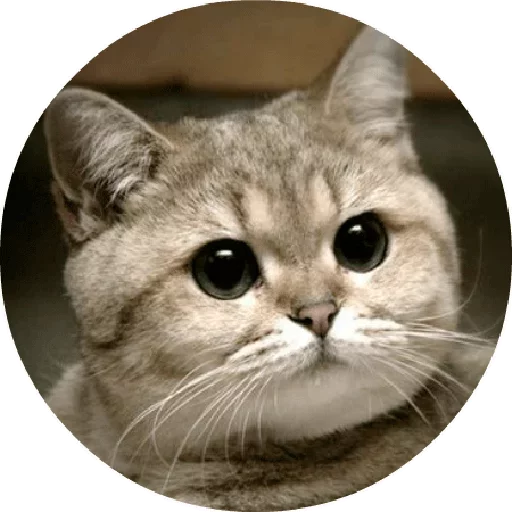 😃 Стикер «Котики и Кошечки 2» для Telegram