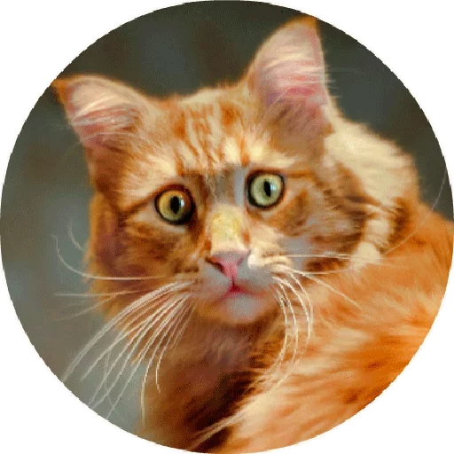 😒 Стикер «Котики и Кошечки 2» для Telegram