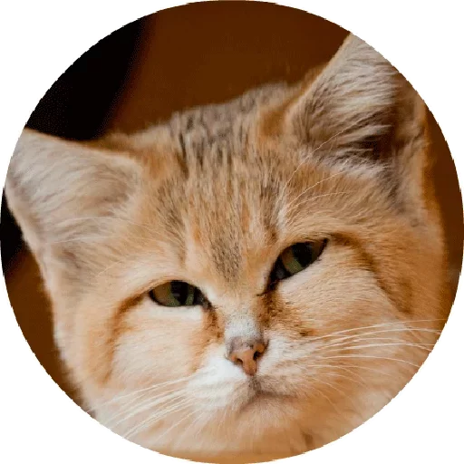😖 Стикер «Котики и Кошечки 2» для Telegram