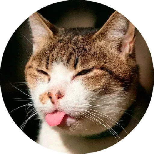 😙 Стикер «Котики и Кошечки 2» для Telegram