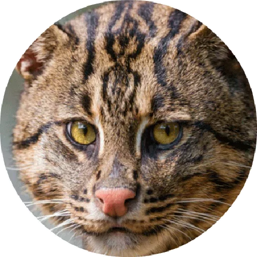 🐱 Стикер «Котики и Кошечки 2» для Telegram