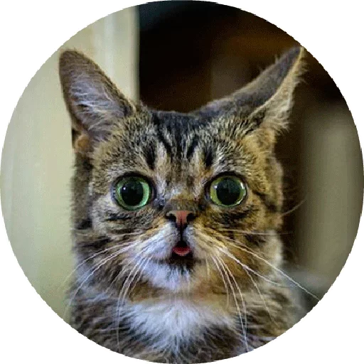 😝 Стикер «Котики и Кошечки 2» для Telegram