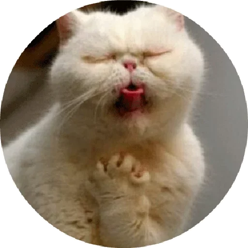 😆 Стикер «Котики и Кошечки 2» для Telegram