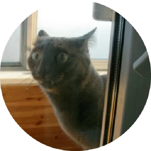 😔 Стикер «Котики и Кошечки 2» для Telegram