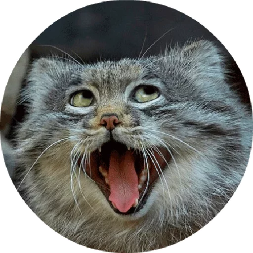 😝 Стикер «Котики и Кошечки 2» для Telegram