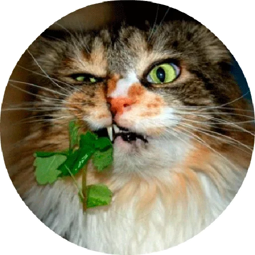 🐱 Стикер «Котики и Кошечки 2» для Telegram