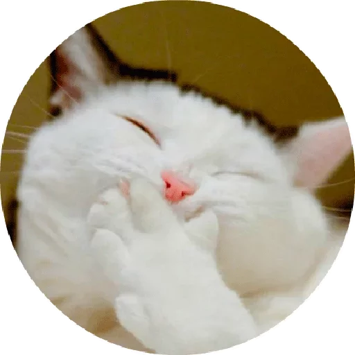 😛 Стикер «Котики и Кошечки 2» для Telegram