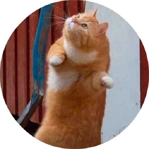 😄 Стикер «Котики и Кошечки 2» для Telegram