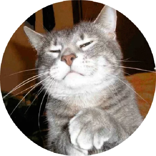😁 Стикер «Котики и Кошечки 2» для Telegram