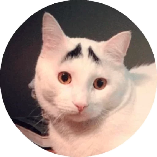 😃 Стикер «Котики и Кошечки 2» для Telegram