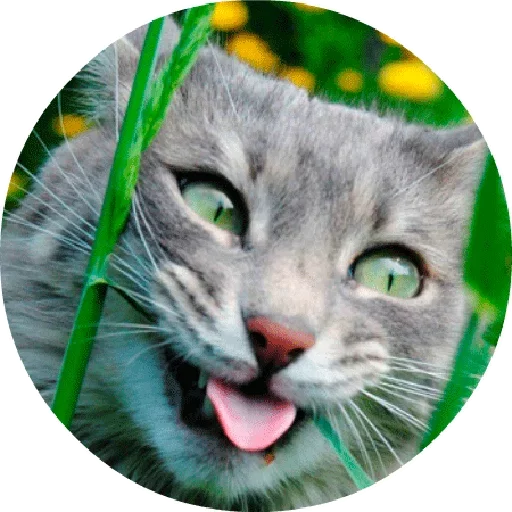 😛 Стикер «Котики и Кошечки 2» для Telegram