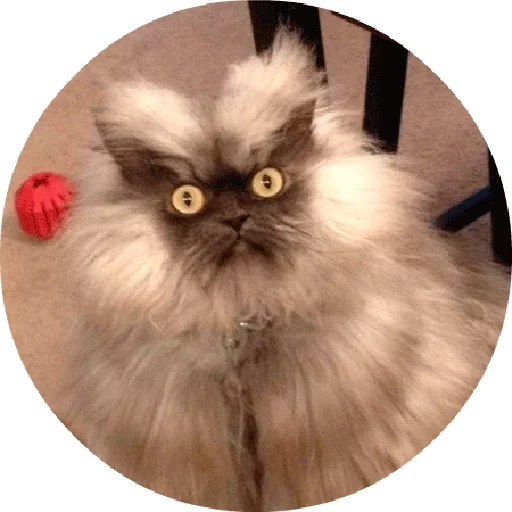 😊 Стикер «Котики и Кошечки 2» для Telegram