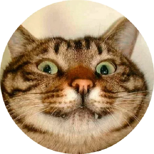 😏 Стикер «Котики и Кошечки 2» для Telegram