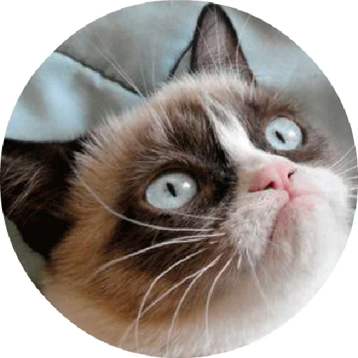 😚 Стикер «Котики и Кошечки 2» для Telegram