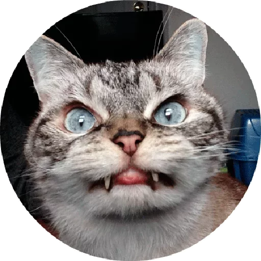 😒 Стикер «Котики и Кошечки 2» для Telegram