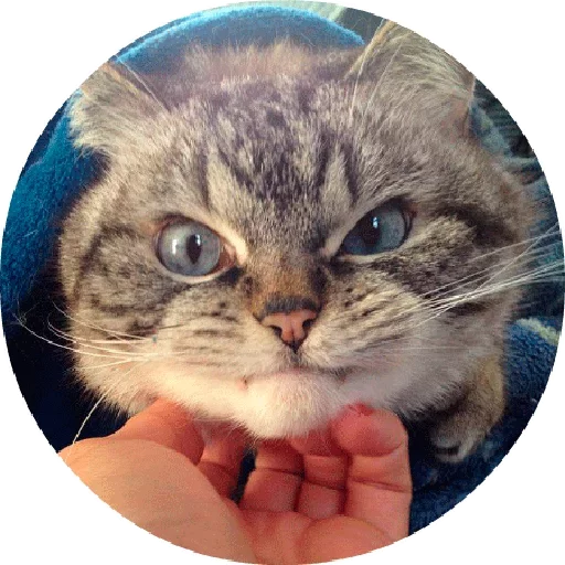 😟 Стикер «Котики и Кошечки 2» для Telegram