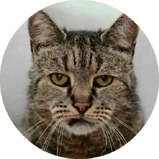 😑 Стикер «Котики и Кошечки 2» для Telegram