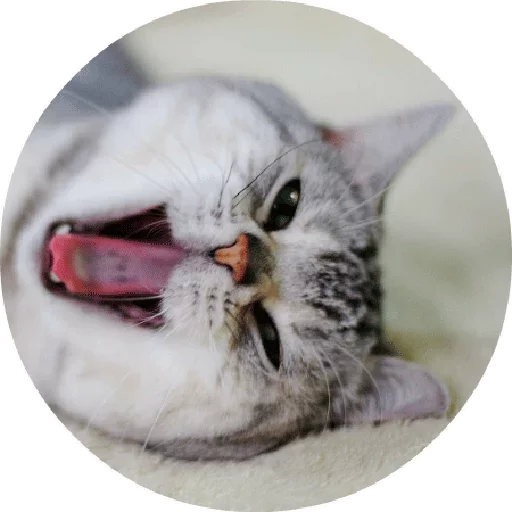 🙂 Стикер «Котики и Кошечки 2» для Telegram