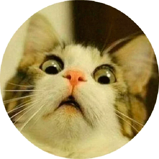 😟 Стикер «Котики и Кошечки 2» для Telegram