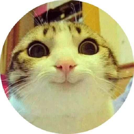 😛 Стикер «Котики и Кошечки 2» для Telegram