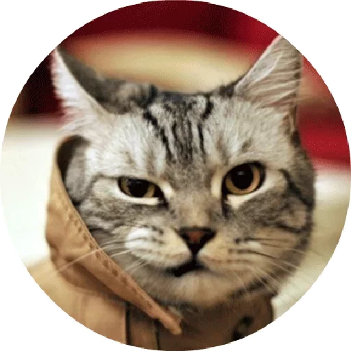 😟 Стикер «Котики и Кошечки 2» для Telegram