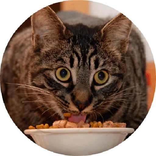 😛 Стикер «Котики и Кошечки 2» для Telegram