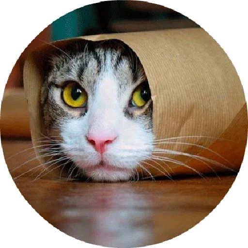 🙂 Стикер «Котики и Кошечки 2» для Telegram