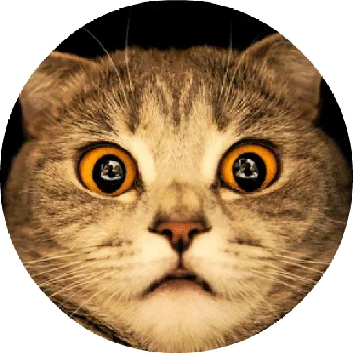 Стикерпак Котики и Кошечки 2 для Telegram