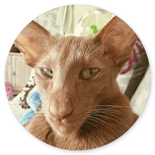 😕 Стикер «Котики и Кошечки 2» для Telegram