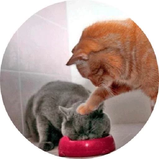 🐱 Стикер «Котики и Кошечки» для Telegram