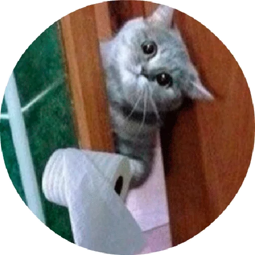 🐱 Стикер «Котики и Кошечки» для Telegram