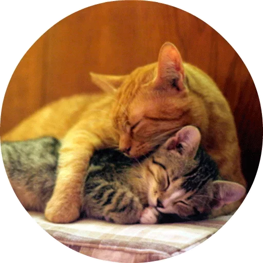 🐱 Стикер «Котики и Кошечки» для Telegram