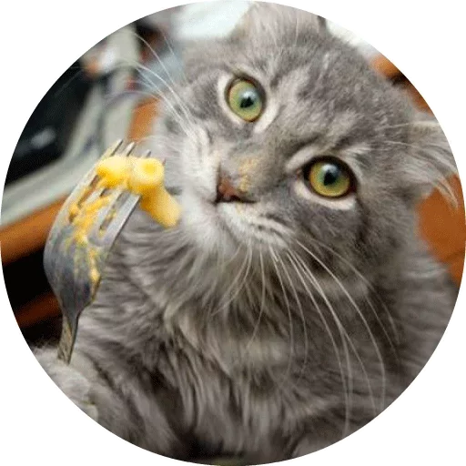 🐱 Стикер «Котики и Кошечки» для Telegram