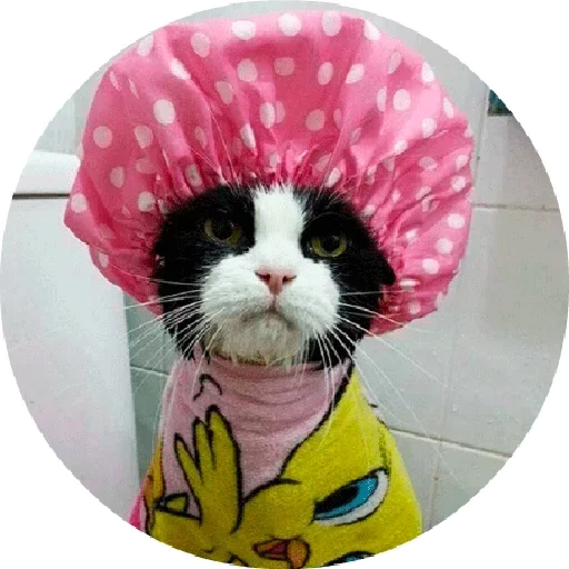 🐱 Стикер «Котики и Кошечки» для Telegram