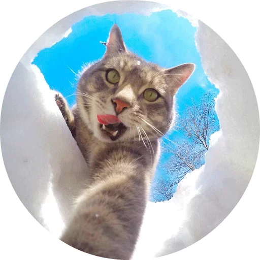 🐱 Стикер «Котики и Кошечки» для Telegram