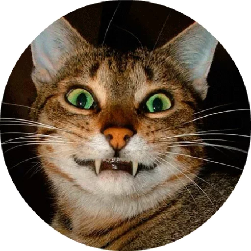 🐱 Стикер «Котики и Кошечки» для Telegram