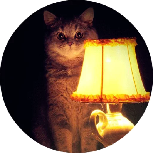 🐱 Стикер «Котики и Кошечки» для Telegram