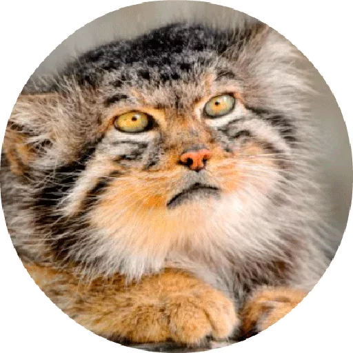 🐱 Стикер «Котики и Кошечки» для Telegram