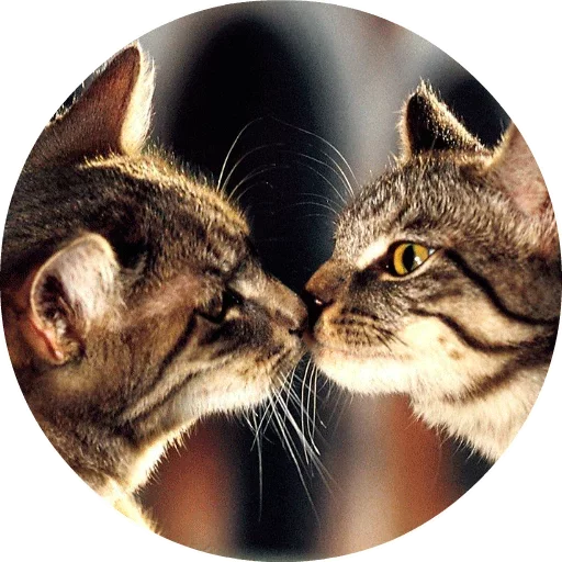 🐱 Стикер «Котики и Кошечки» для Telegram