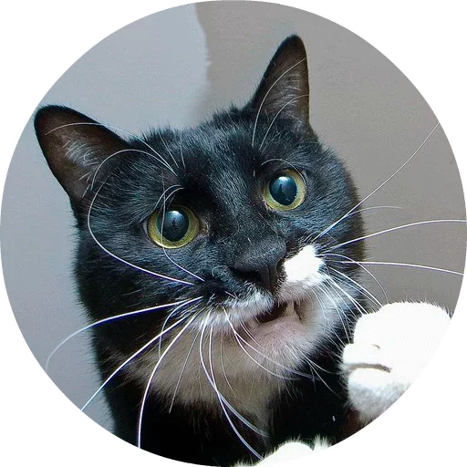 🐱 Стикер «Котики и Кошечки» для Telegram
